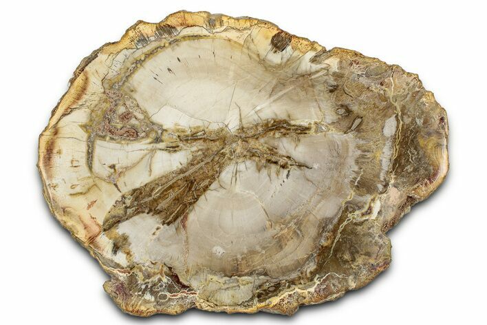 Beautiful Petrified Wood (Araucaria) Round - Madagascar #339350